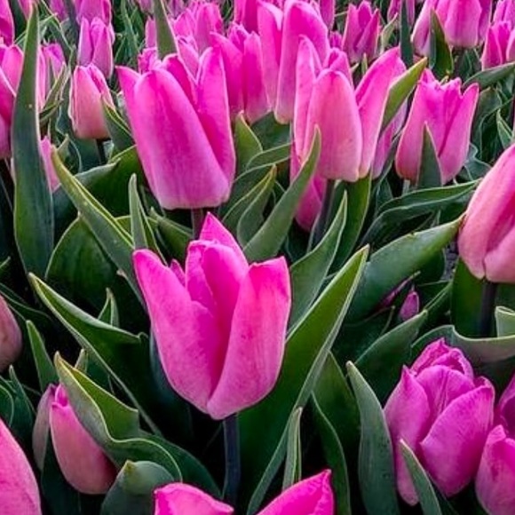 - - - - Picture 1 of 1